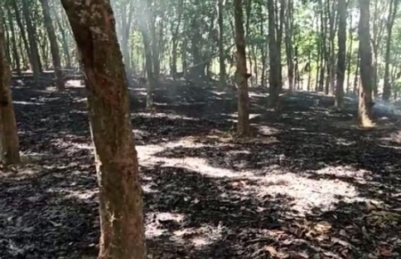 Miscreants set fire in rubber garden, around 400 rubber plants burnt into ashes, Gokulnagar
