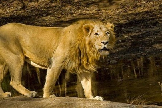 Covid symptoms in eight lions at Hyderabad zoo