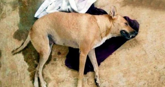 2 held in Delhi for beating stray dog to death