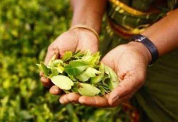 SL tea exports to earn $1.3 bn in 2021