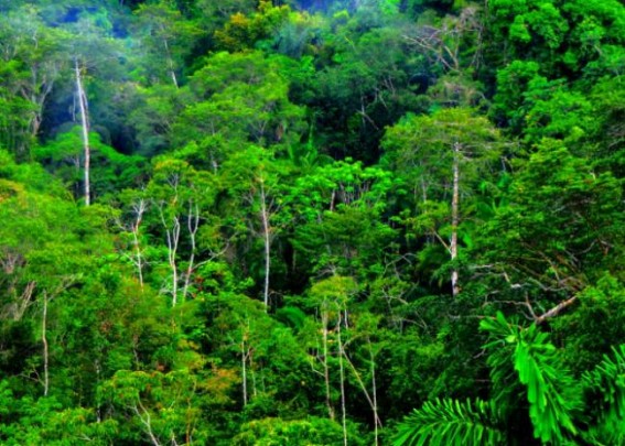 $60m funds to conserve Congo Basin, Andes-Amazon
