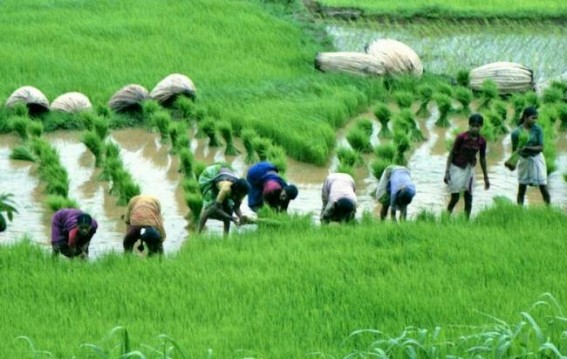 Concerns mount about kharif sowing due to uneven rainfall distribution: Crisil Research