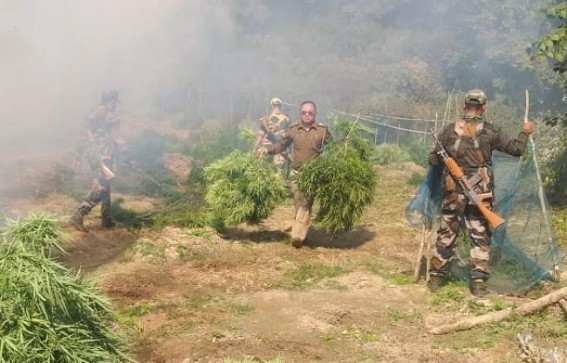 Tripura Police, BSF's joint operation : Massive Ganja plants destruction covering Huge areas 