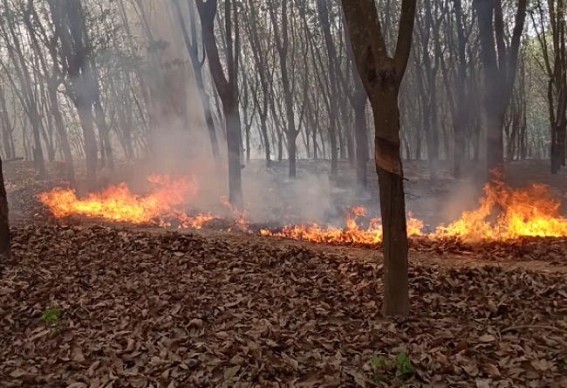 Massive area of rubber plantations burned into ashes