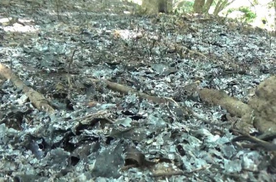 350-400 rubber trees were burnt by miscreants in Brajendranagar vill Panchayat under Kadamtala PS