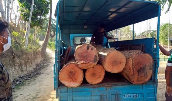 Trishna Sanctuary wildlife protection team seized huge amount smuggled Timber, Belonia