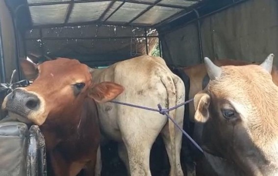 Cattle smugglers along with seven cows were caught by BSF at Kadamtala
