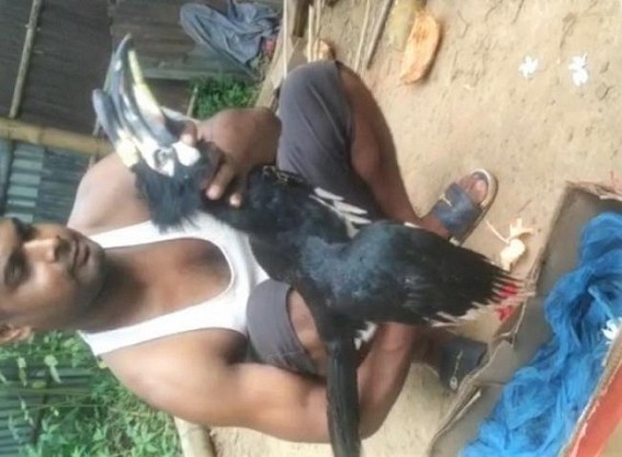 Person booked for killing Hornbill bird at Kalyanpur