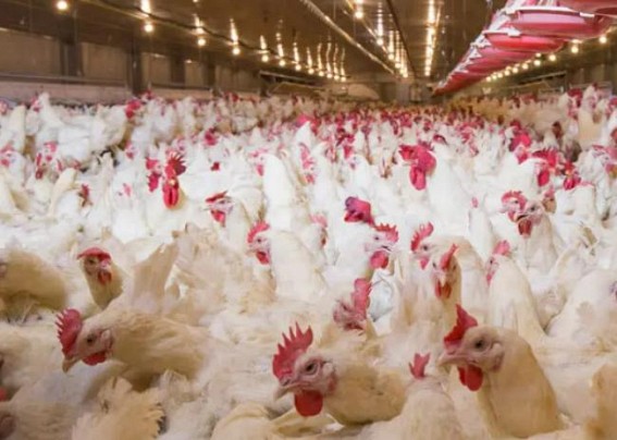 S.Korea culls chickens over bird flu outbreaks