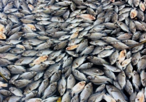 Emergency operations centre activated following mass fish deaths in Australian state