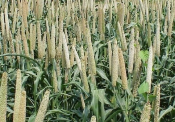 Parl panel urges govt to encourage millets production, procurement