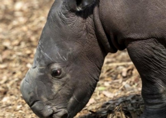 Aus zoo welcomes 1st southern white rhino calf born in decade