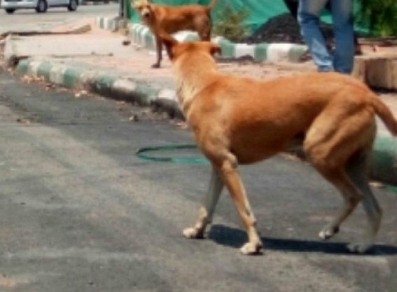 Lucknow: 2 doctors among 5 attacked by dog on KGMU campus