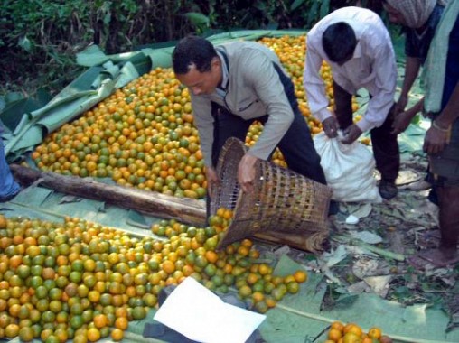 Jampui Oranges of Tripura Nov-Dec 2013