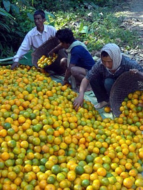 Jampui Oranges of Tripura Nov-Dec 2013