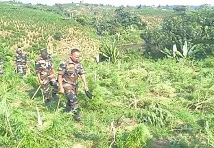 Sonamura Police Destroyed 34 Ganja Gardens