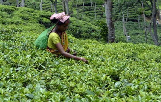 Rain brings relief to Tea plantations Rain brings relief to Tea plantations