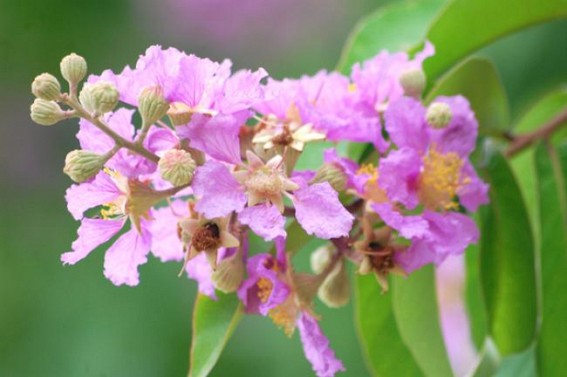 Flowers blooming at Gurkhabasti. TIWN Pic April 19