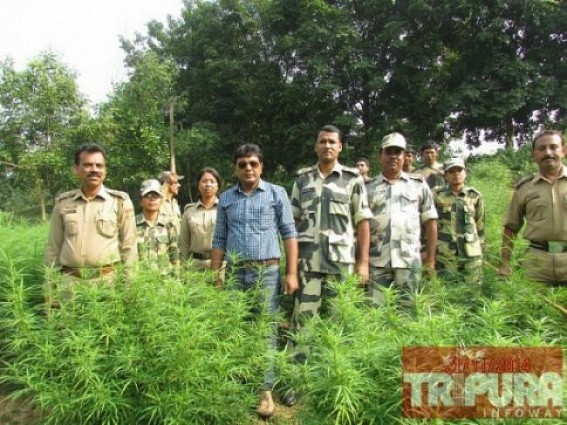 Ganja cultivation on the rise at Sonamura