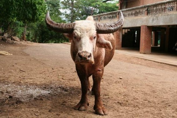 Netizens say â€˜Ox is Rastra Pitaâ€™ after BJP MLA demands â€˜Cow as Rashtra Mataâ€™