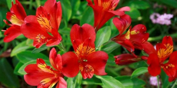 5 flowers predicted to soar in popularity after the Chelsea Flower Show 5 flowers predicted to soar in popularity after the Chelsea Flower Show
