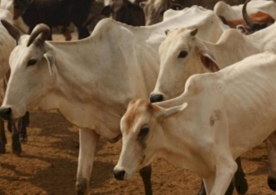 Trinamool MP kicks up a row by mocking cow urine in RS