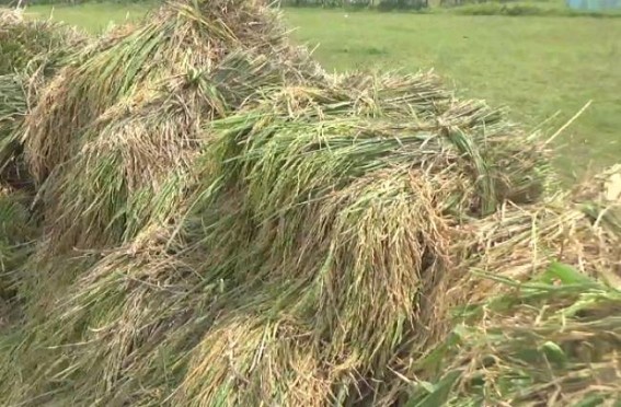 Tripura : Farmers reported profitable production in Agriculture, complained lack of workers in harvesting