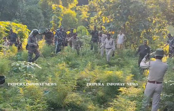 Police Busted Marijuana Cultivation across 6 Acres Land in South Tripura 