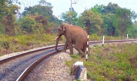 Indian Railways Deploys AI Enabled Intrusion Detection System to Prevent Elephant Collisions in 141 RKms on NF Railway