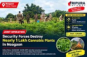 Joint Security Operation Destroys Nearly 1 Lakh Cannabis Plants in Noagaon