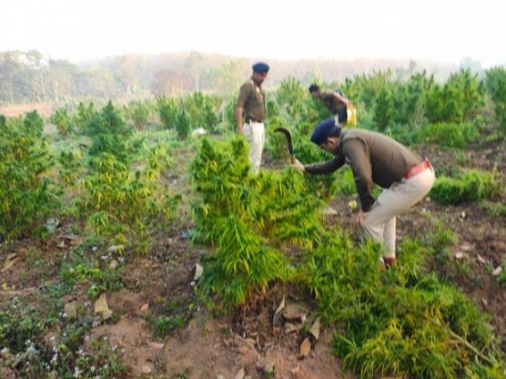 Bodhjungnagar police destroyed Ganja cultivations in Rajchantai area. TIWN Pic Jan 31