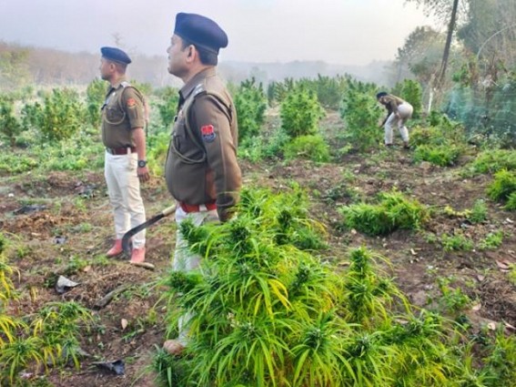 Bodhjungnagar police destroyed Ganja cultivations in Rajchantai area. TIWN Pic Jan 31