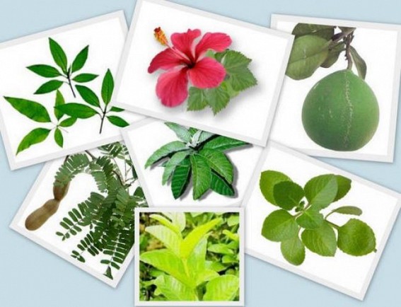 Medicinal plant sector needs due attention Medicinal plant sector needs due attention