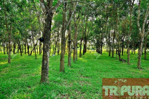 Minister assures reconstitution of rubber board Minister assures reconstitution of rubber board