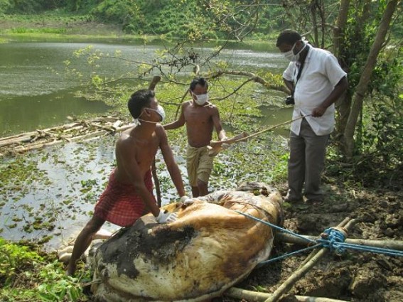 Baby elephant found dead in lake at Amarpur Baby elephant found dead in lake at Amarpur