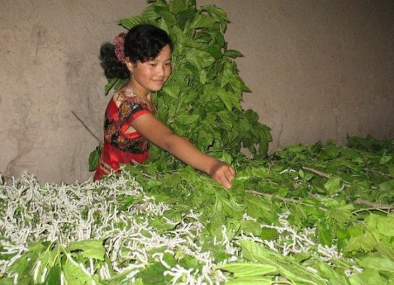 Department stressed upon Mulberry cultivation Department stressed upon Mulberry cultivation