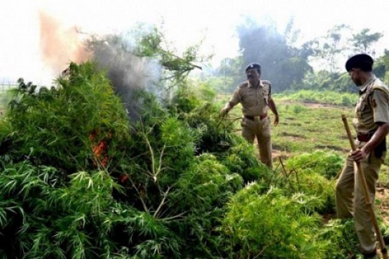 Ganja recovery time to time abandoned without Action ! Free narcotic business hits law and order of NE Tripura Ganja recovery time to time abandoned without Action ! Free narcotic business hits law and order of NE Tripura
