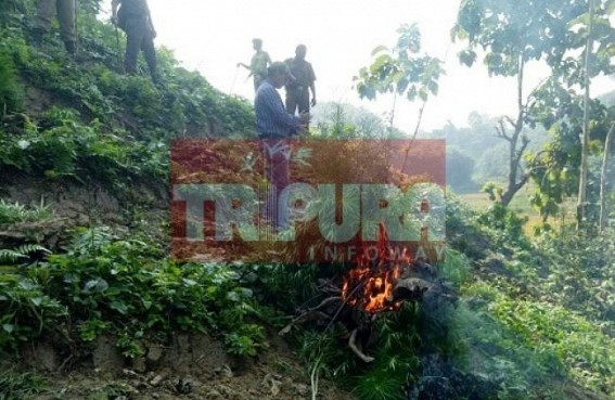 40000 ganja plants destroyed 40000 ganja plants destroyed