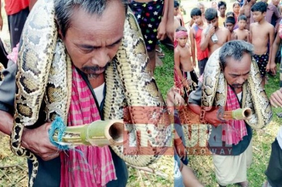 Python recovered by villagers : Forest Dept released it again in deep forest Python recovered by villagers : Forest Dept released it again in deep forest