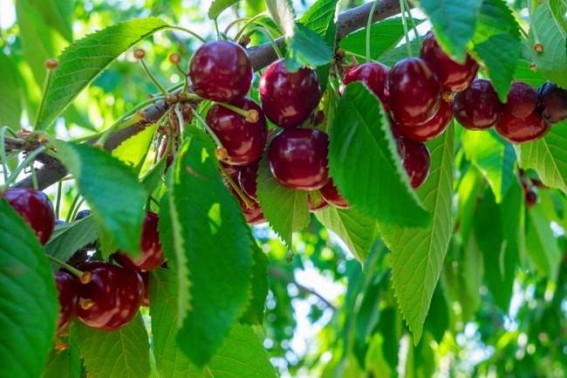 Bountiful cherry crop in Himachal brings cheer to farmers Bountiful cherry crop in Himachal brings cheer to farmers