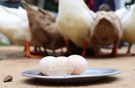 Duckling distribution programmes continue in Rudrasagar area by State Govt Duckling distribution programmes continue in Rudrasagar area by State Govt