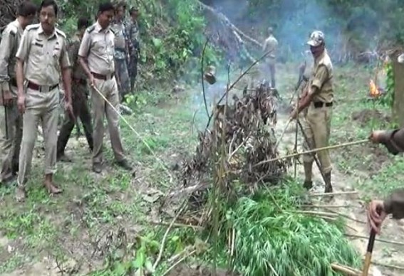 Ganja plantation destroyed in a house at Teliamura Ganja plantation destroyed in a house at Teliamura