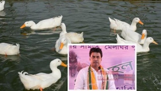 Tripura CM Biplab Deb’s purchasing ducks at Rs. 5,000 cost per duck to be heat-blow in BJP’s scam rows Tripura CM Biplab Deb’s purchasing ducks at Rs. 5,000 cost per duck to be heat-blow in BJP’s scam rows
