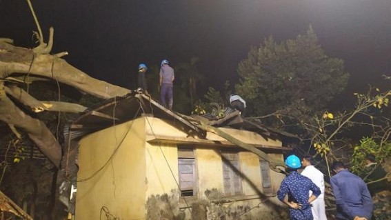 2 Govt offices damaged after a big tree collapsed, no casualty 2 Govt offices damaged after a big tree collapsed, no casualty