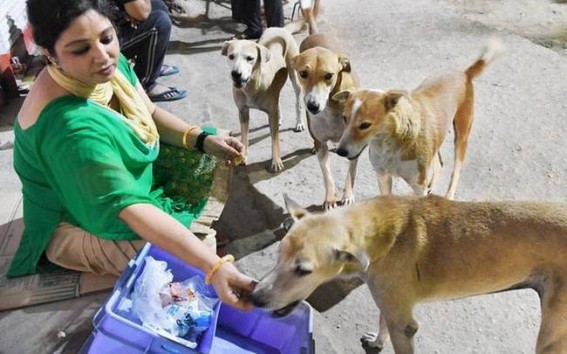 Lockdown effect: NGOs in N-E begin drives to feed stray animals Lockdown effect: NGOs in N-E begin drives to feed stray animals
