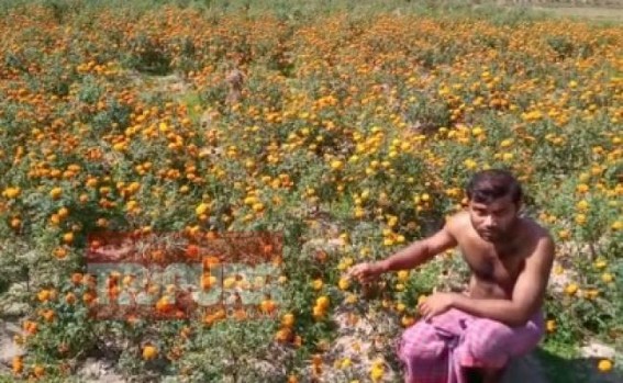 Gardeners reel under losses due to lockdown Gardeners reel under losses due to lockdown