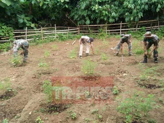 Madhurpur Police destroyed 4.45 lakhs Ganja plants Madhurpur Police destroyed 4.45 lakhs Ganja plants
