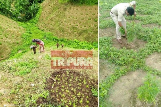 Tripura Police destroyed 6 lakhs of Ganja saplings Tripura Police destroyed 6 lakhs of Ganja saplings