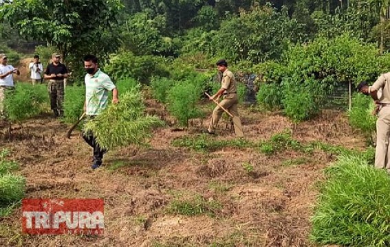 Illegal Ganja Plantation destroyed by Birganj PS Police Illegal Ganja Plantation destroyed by Birganj PS Police