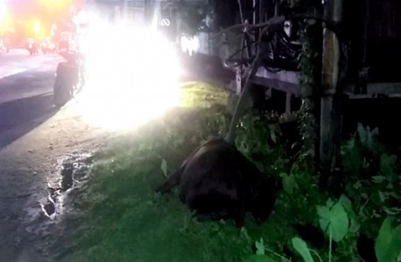 After Dog, now a Cow died before Police HQ after contacted with 'uncovered' Transformer After Dog, now a Cow died before Police HQ after contacted with 'uncovered' Transformer